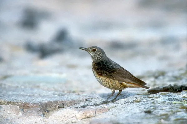 Zorzal de roca, Monticola saxatilis —  Fotos de Stock