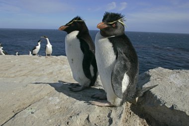Rockhopper penguin, Eudyptes chrysocome clipart