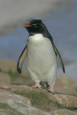 Rockhopper penguen, eudyptes chrysocome