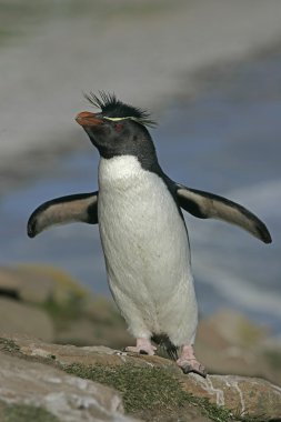 Rockhopper penguen, eudyptes chrysocome