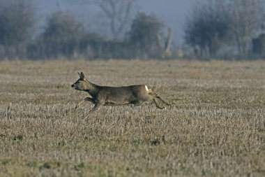 Karaca, capreolus capreolus
