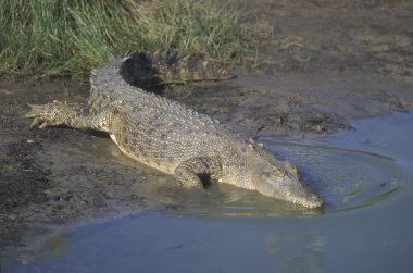 tuzlu su timsahı crocodylus porosus