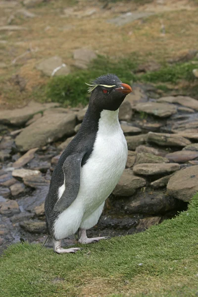 Pingwina skalnego, eudyptes chrysocome — Zdjęcie stockowe