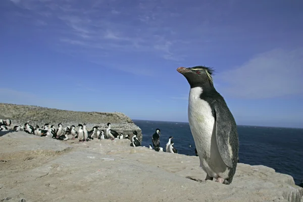 Pingwina skalnego, eudyptes chrysocome — Zdjęcie stockowe