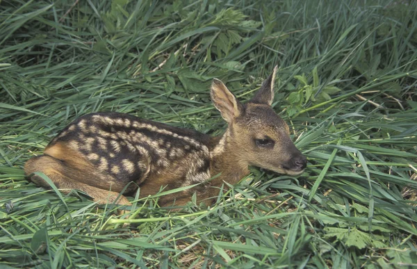 Rehwild, Capreolus capreolus — Stockfoto