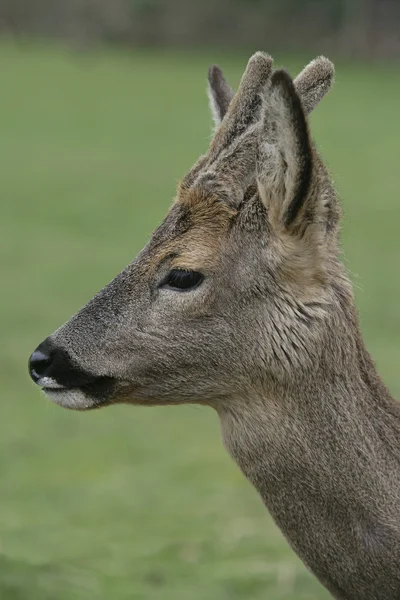 Cervo-de-roe, Capreolus capreolus — Fotografia de Stock