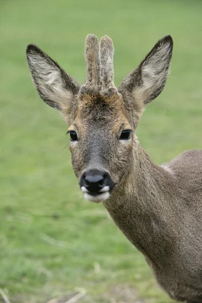 Rådjur, capreolus capreolus — Stockfoto