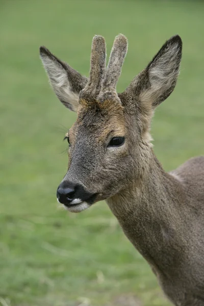 ROE DEER, Capreolo capreolo — Foto Stock