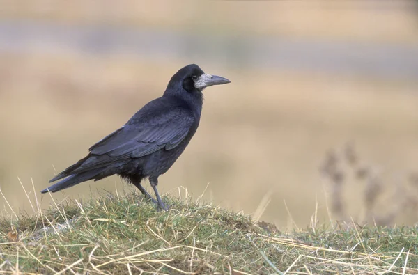 Toren, corvus frugilegus — Stockfoto