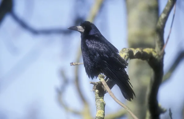 Rook, Corvus frugilegus — Zdjęcie stockowe