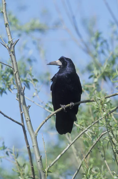 Saatkrähe, Corvus frugilegus — Stockfoto