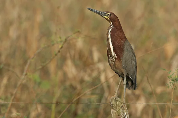 Rufescent tygr heron, tigrisoma pásovaná — Stock fotografie