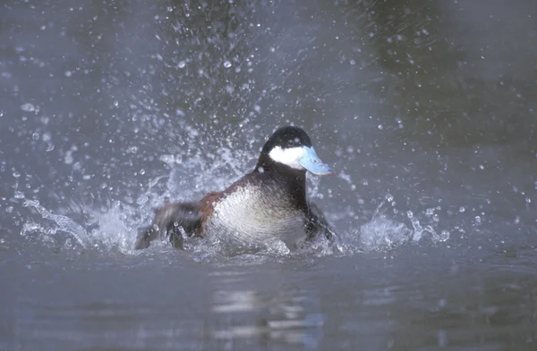 Ruddy duck, Oxyura jamaicensis — Stock Photo, Image