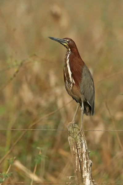 苍鹭地带红色老虎，tigrisoma lineatum — 图库照片