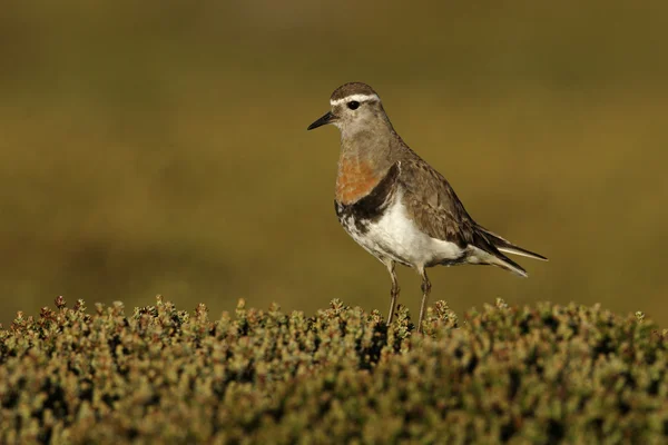 Dotterel de peito rugoso, Charadrius modestus — Fotografia de Stock