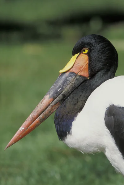 Sadel - fakturerade stork, ephippiorhynchus senegalensis — Stockfoto