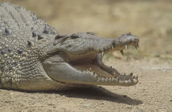 Deltakrokodil, crocodylus porosus — Stockfoto