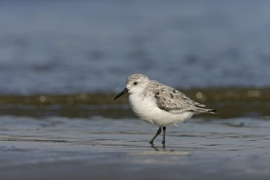 Sanderling, Calidris alba