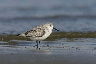 Sanderling, Calidris alba