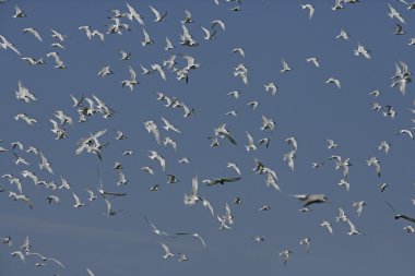 Sumru, sterna sandvicensis