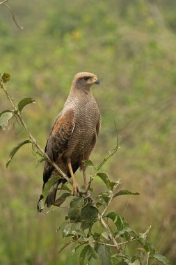Savanna Şahin, buteogallus meridionalis