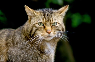 İskoç yaban kedisi, felis silvestris