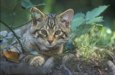 İskoç yaban kedisi, felis silvestris