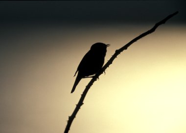 Çalı bülbülü, Akrocephalus schoenobaenus