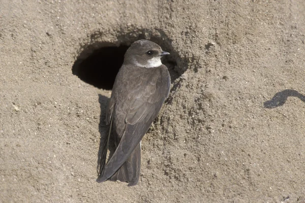 Sand Martin, Riparia riparia — Foto Stock