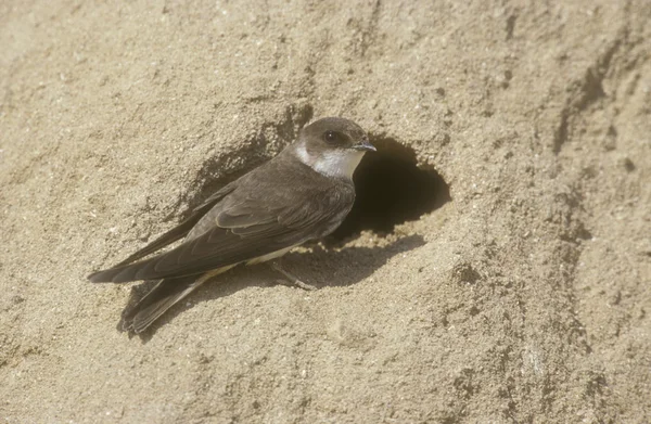 Sand martin, Riparia riparia — Stockfoto