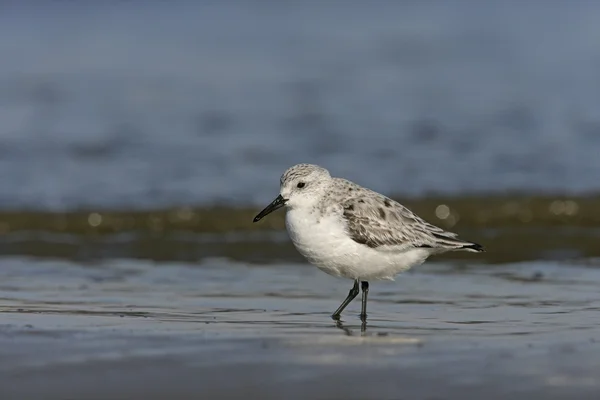 Correlimos tridáctilo, calidris alba —  Fotos de Stock