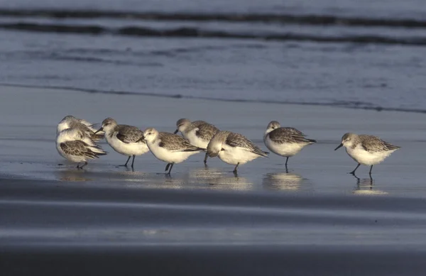 Sanderling, Calidris alba — Fotografia de Stock