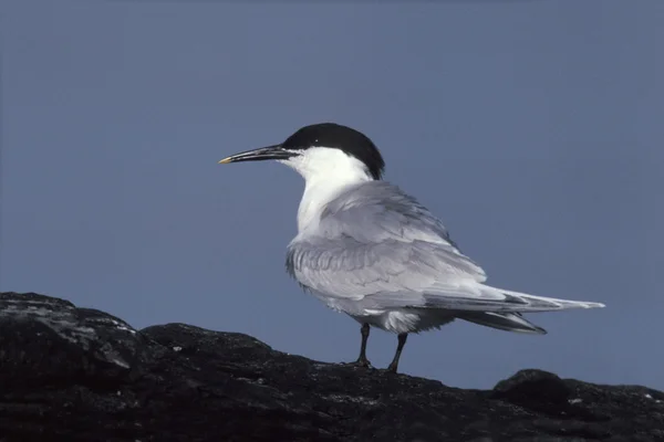 Sandwich-Seeschwalbe, Sterna sandvicensis — Stockfoto