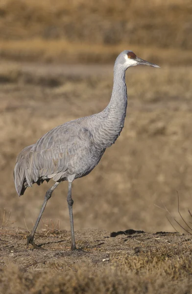 Песочный кран, Grus canadensis , — стоковое фото