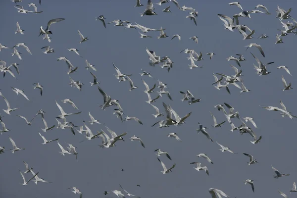 三明治燕鸥，先端 sandvicensis — 图库照片