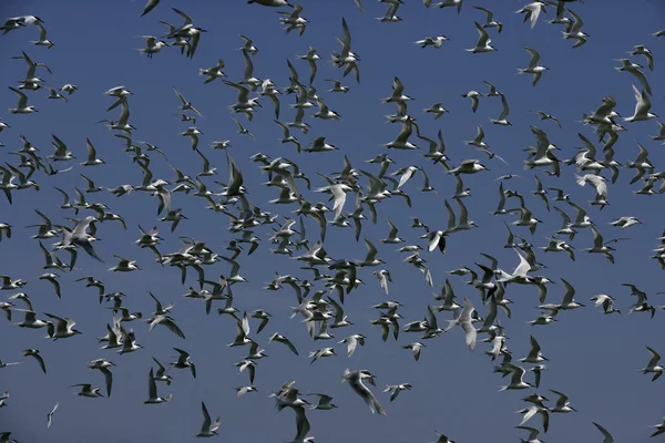 Sumru, sterna sandvicensis