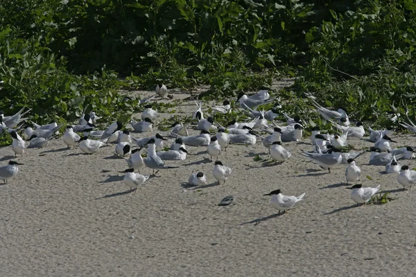 Sandwich tern, Sterna sandvicensis — Stock Photo, Image