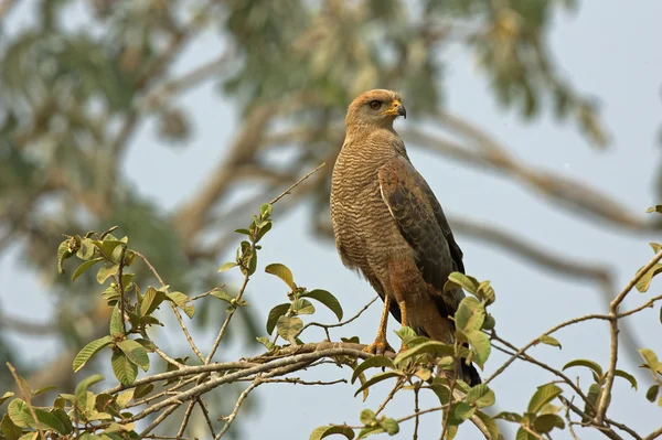 Savanna hawk, Buteogallus meridionalis — Stock Photo, Image