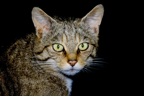 Schottische Wildkatze, felis silvestris — Stockfoto