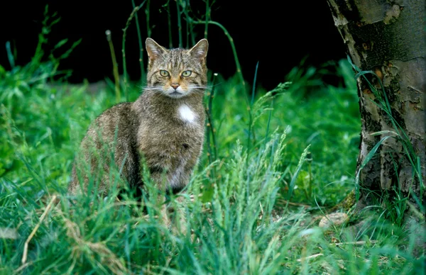 Шотландский дикий кот, Felis silvestris — стоковое фото