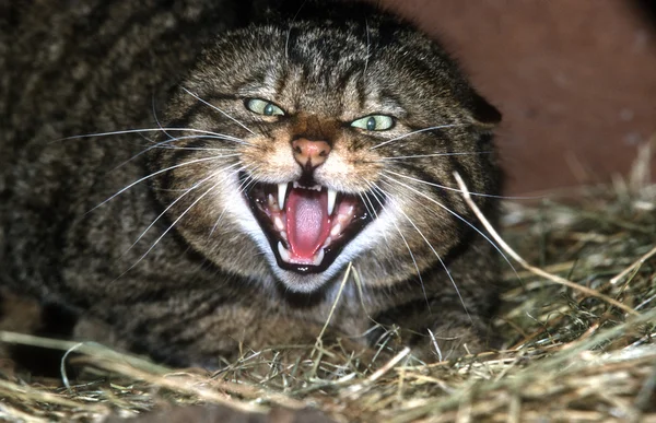 Gato selvagem escocês, Felis silvestris — Fotografia de Stock