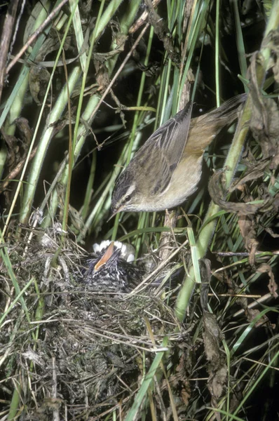 Sedge warbler, Acrohead us schoenobaenus — 图库照片