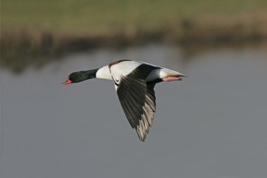 Shelduck, Tadorna tadorna