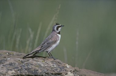 kıyı ya da boynuzlu toygar, eremophila alpestris