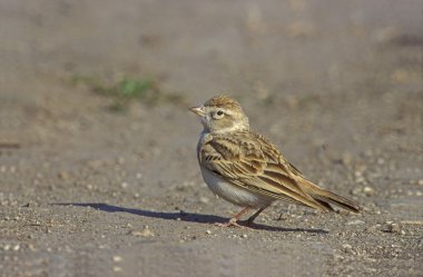 Bozkır toygarı, calandrella brachydactyla,