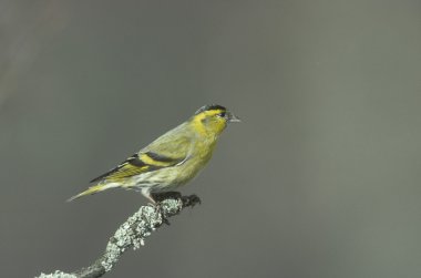 iskete, carduelis spinus