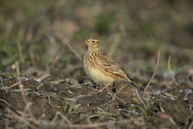 Skylark, Alauda arvensis