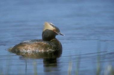 slavonian ya da boynuzlu batağan, podiceps auritus