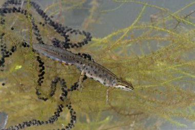 pürüzsüz semender, triturus vulgaris