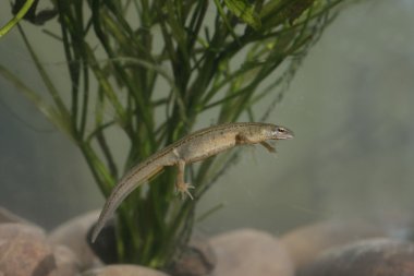 pürüzsüz semender, triturus vulgaris
